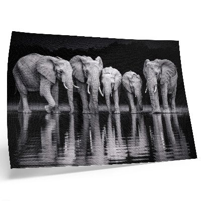 Affiche décorative Éléphants au bord de l'eau, harmonie paisible et reflet