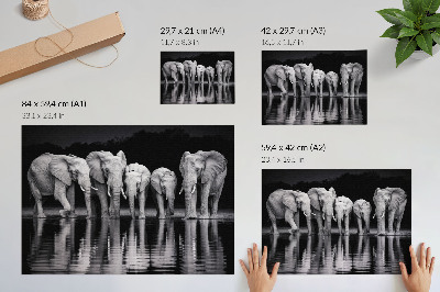 Affiche décorative Éléphants au bord de l'eau, harmonie paisible et reflet