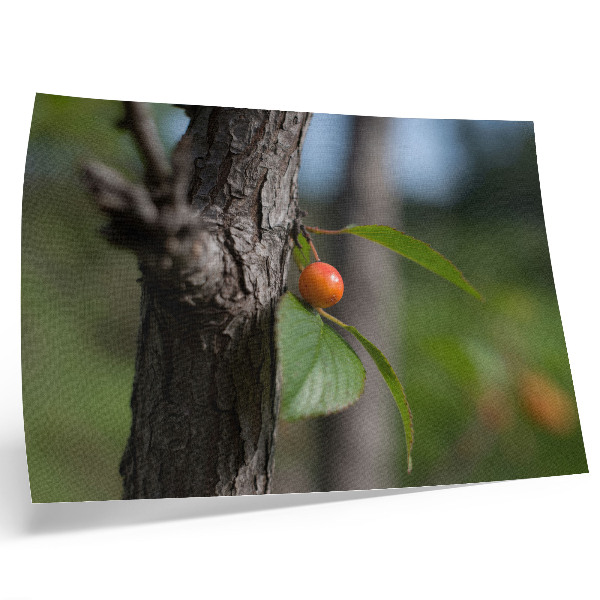Affiche décorative fruit orange feuilles vertes écorce brune