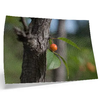 Affiche décorative représentant un fruit orange avec des feuilles vertes et une écorce brune