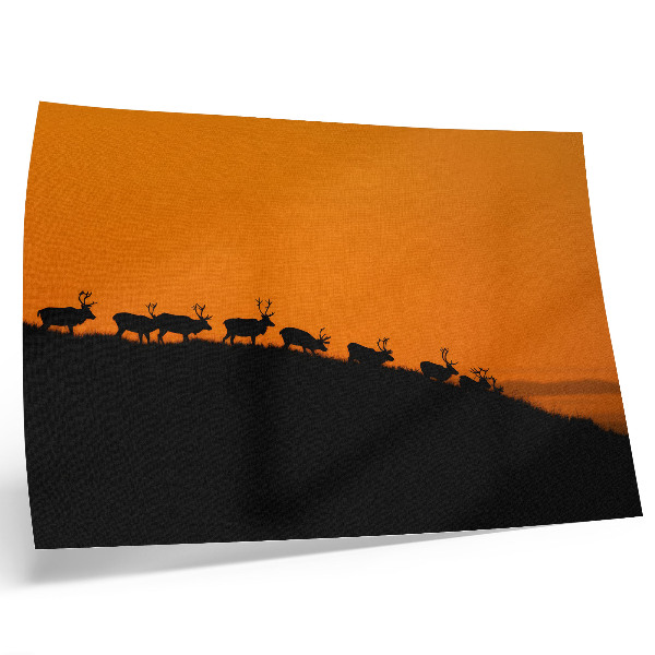 Affiche et poster Silhouettes de cerfs sur une colline avec un fond orange