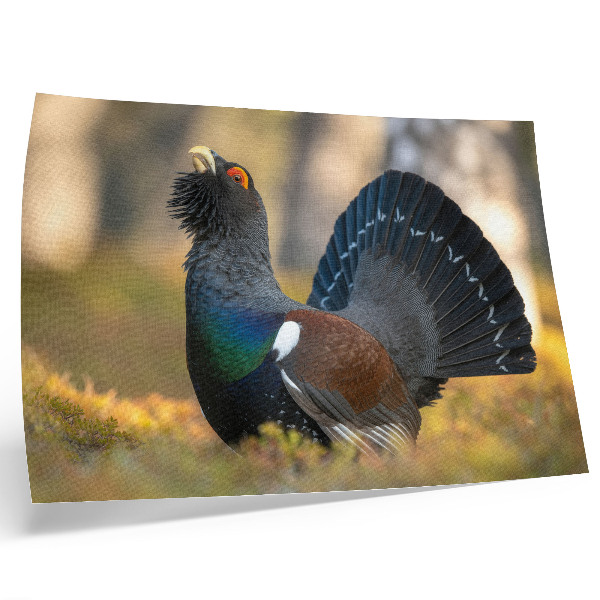 Affiche et poster Bel oiseau dans la forêt, queue déployée, couleur