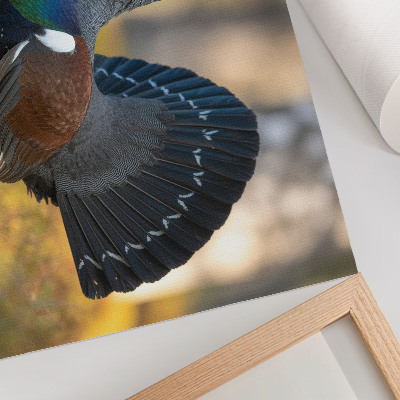 Affiche et poster Bel oiseau dans la forêt, queue déployée, couleur