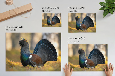 Affiche et poster Bel oiseau dans la forêt, queue déployée, couleur