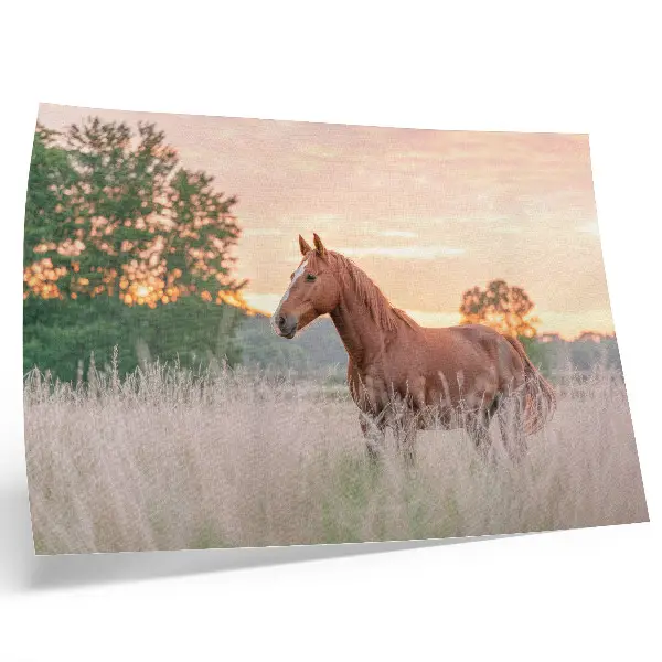 Affiche décorative cheval dans la prairie au petit matin aux couleurs pastel pour un esprit détente