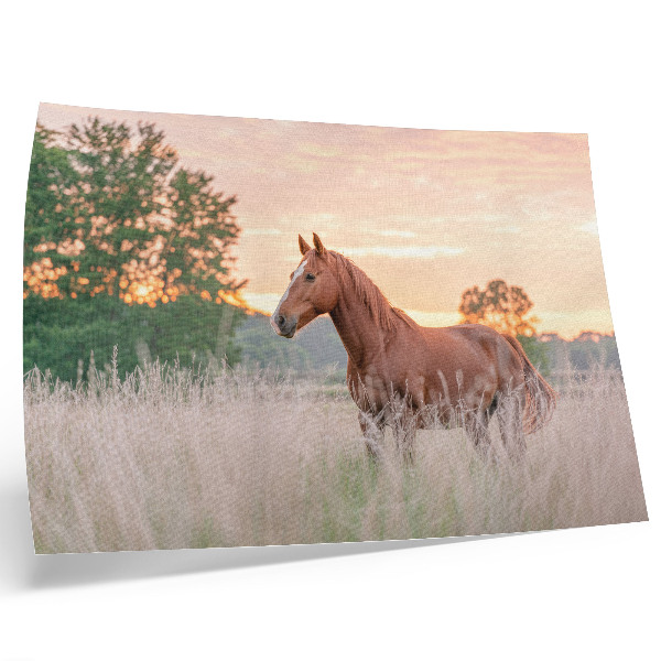 Affiche décorative Cheval dans la prairie au petit matin, couleurs pastel, détente