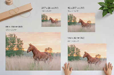 Affiche décorative Cheval dans la prairie au petit matin, couleurs pastel, détente