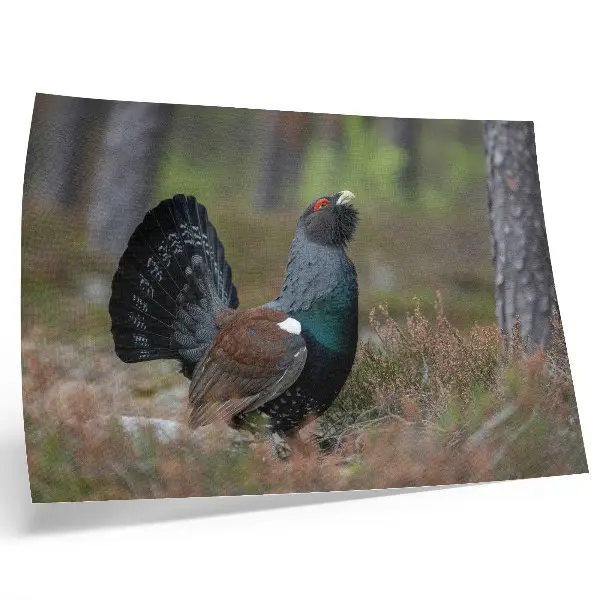 Affiche décorative les couleurs des oiseaux et l'atmosphère paisible de la nature en forêt