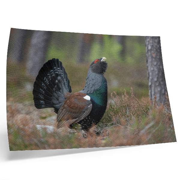 Affiche décorative Les couleurs des oiseaux, la nature de la forêt, l'atmosphère paisible