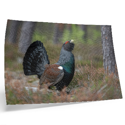 Affiche décorative Les couleurs des oiseaux, la nature de la forêt, l'atmosphère paisible
