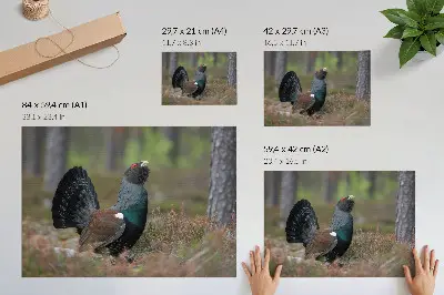 Affiche décorative les couleurs des oiseaux et l'atmosphère paisible de la nature en forêt