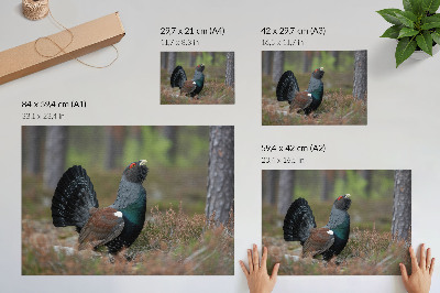 Affiche décorative Les couleurs des oiseaux, la nature de la forêt, l'atmosphère paisible