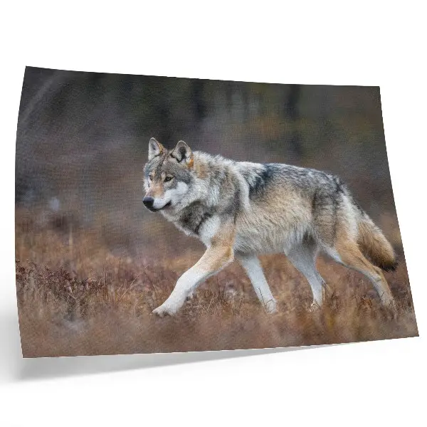 Affiche représentant un loup en mouvement dans un paysage sauvage et naturel