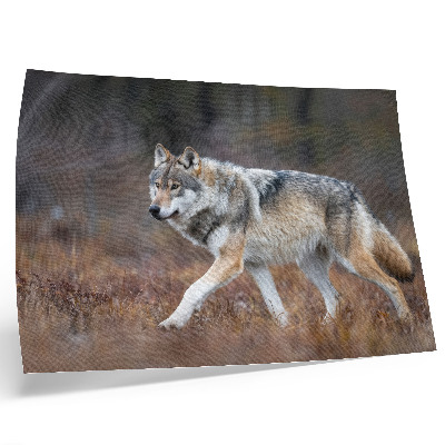 Affiche Loup en mouvement dans un paysage sauvage et naturel