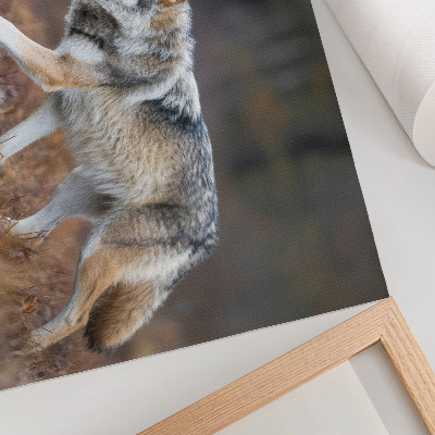 Affiche Loup en mouvement dans un paysage sauvage et naturel