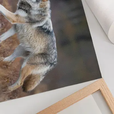 Affiche représentant un loup en mouvement dans un paysage sauvage et naturel