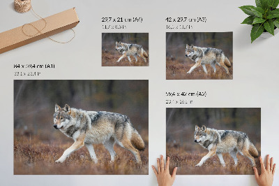 Affiche Loup en mouvement dans un paysage sauvage et naturel