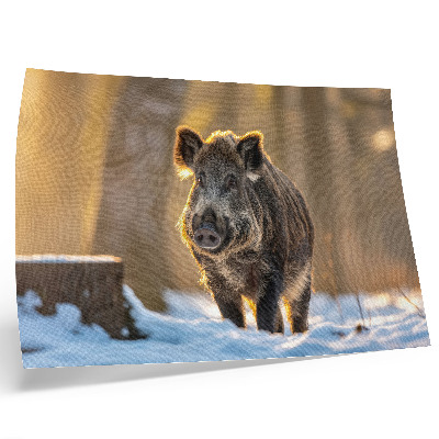 Affiche Un sanglier sur fond hivernal, baigné de soleil.