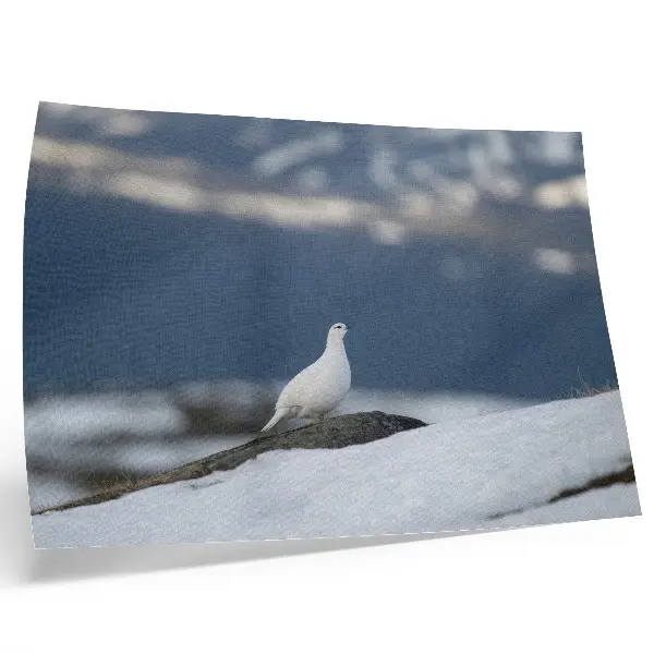 Affiche oiseau dans la neige avec une douceur de paysage hivernal