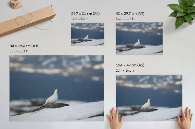 Affiche Oiseau dans la neige, douceur du paysage hivernal