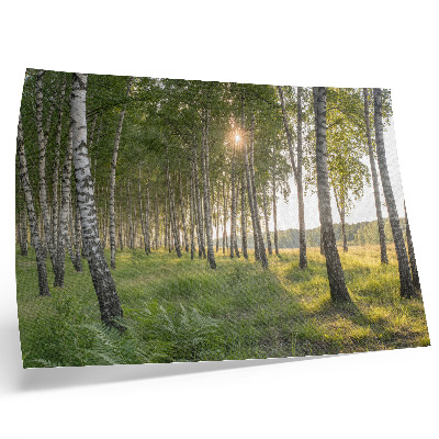 Affiche Rayons de soleil symétriques verts dans une forêt de bouleaux