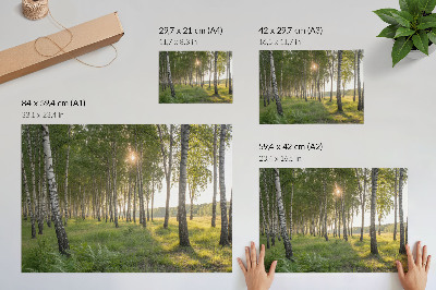 Affiche Rayons de soleil symétriques verts dans une forêt de bouleaux