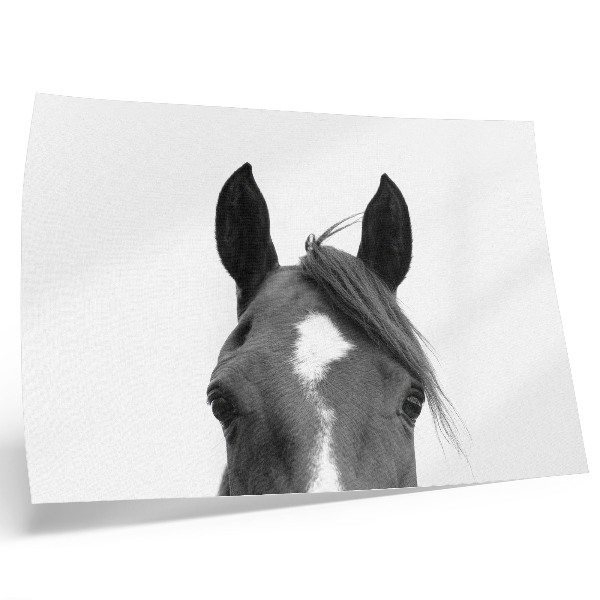 Affiche décorative Photographie en noir et blanc de l'élégance équine