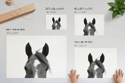Affiche décorative Photographie en noir et blanc de l'élégance équine
