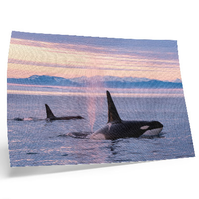 Affiche et poster Des orques sur fond de paysage marin pastel