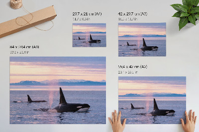 Affiche et poster Des orques sur fond de paysage marin pastel