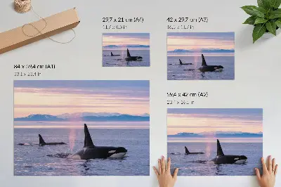 Affiche et poster représentant des orques dans un paysage marin aux tons pastel