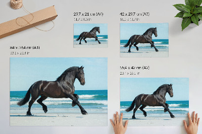 Affiche décorative Cheval au galop, ciel bleu sur la côte