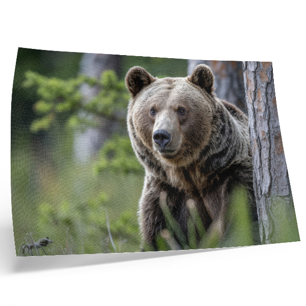 Affiche et poster Un ours dans une forêt pleine de charme naturel
