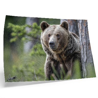 Affiche et poster Un ours dans une forêt pleine de charme naturel