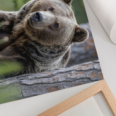 Affiche et poster Un ours dans une forêt pleine de charme naturel