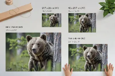 Affiche et poster un ours dans une forêt au charme naturel