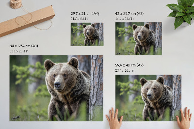Affiche et poster Un ours dans une forêt pleine de charme naturel