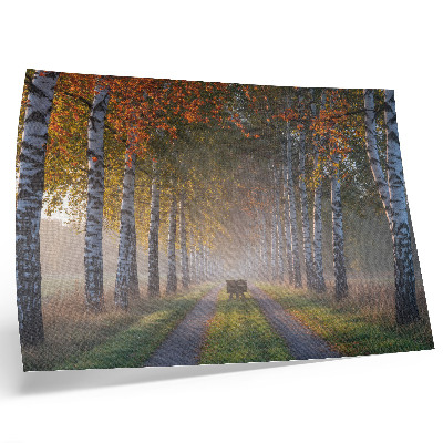 Affiche décorative Bouleaux symétriques, lumière brumeuse, allée d'automne