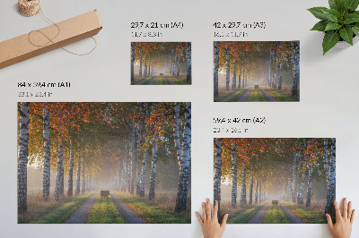 Affiche décorative Bouleaux symétriques, lumière brumeuse, allée d'automne