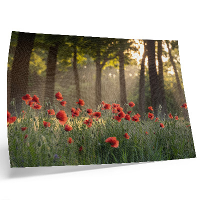 Affiche et poster Coquelicots rouges, forêt verte, rayons de soleil