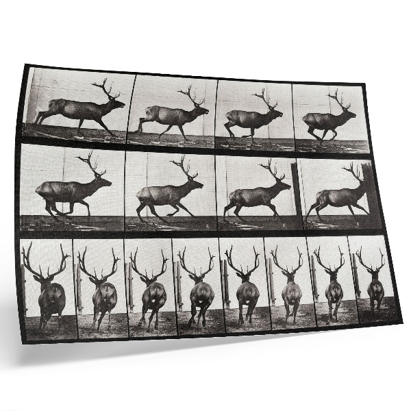 Affiche décorative Planche n° 695 (1887) sur la locomotion animale, photographie d'Eadweard Muybridge