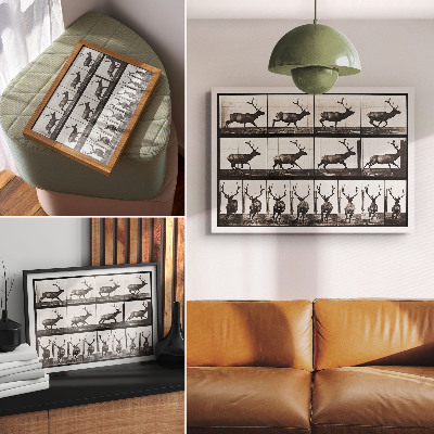 Affiche décorative Planche n° 695 (1887) sur la locomotion animale, photographie d'Eadweard Muybridge