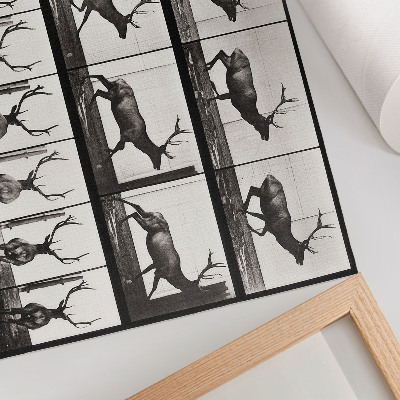 Affiche décorative Planche n° 695 (1887) sur la locomotion animale, photographie d'Eadweard Muybridge