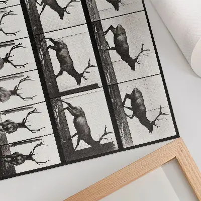 Affiche décorative représentant la planche n° 695 de 1887 sur la locomotion animale par Eadweard Muybridge