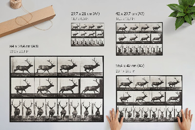 Affiche décorative Planche n° 695 (1887) sur la locomotion animale, photographie d'Eadweard Muybridge