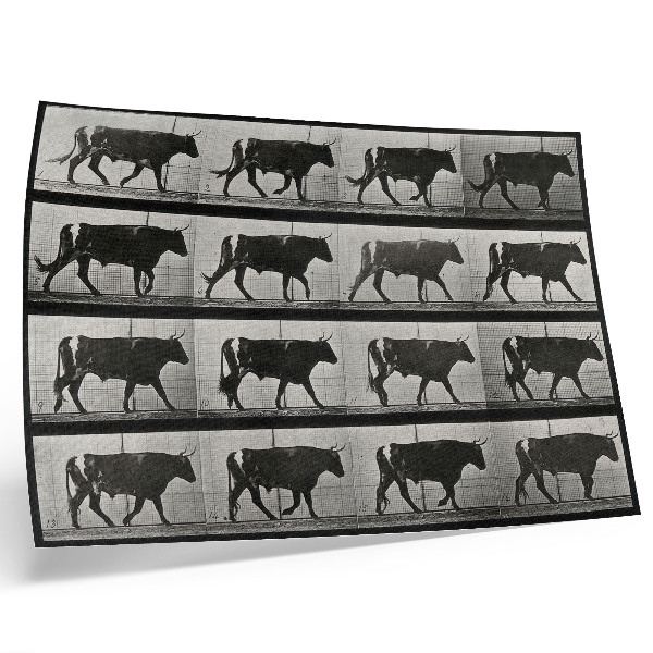 Affiche et poster Un taureau en marche. Phototype d'après Eadweard Muybridge, 1887