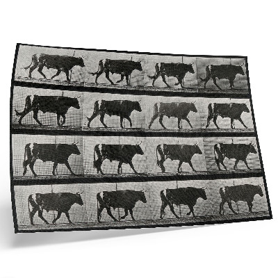 Affiche et poster Un taureau en marche. Phototype d'après Eadweard Muybridge, 1887