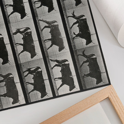 Affiche et poster Un taureau en marche. Phototype d'après Eadweard Muybridge, 1887