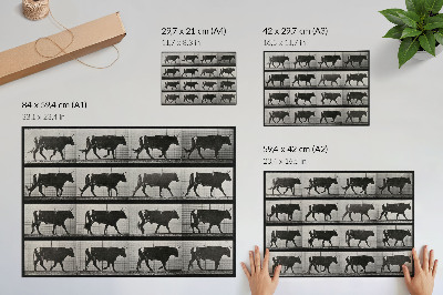 Affiche et poster Un taureau en marche. Phototype d'après Eadweard Muybridge, 1887