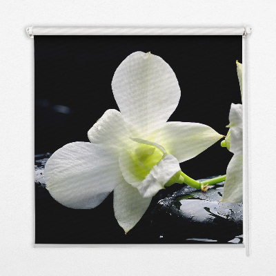 Orchidées et élégance pour intérieur